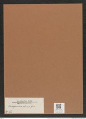 Cladogramma cebuense Grun. (de-Toni-Nr.: Genus 242, Species 5728) Zeichnungen Sammlung Grunow Mappe 05434 (Herbarium_W_Grunow_drawings_Folder_05434)